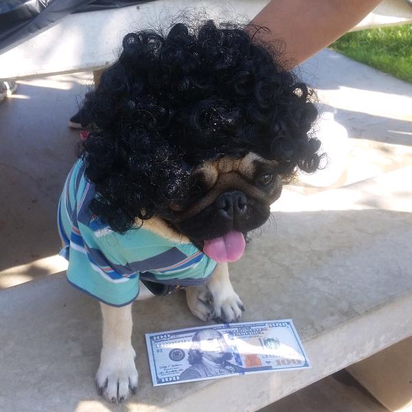 /Images/uploads/PUG NATION RESCUE OF LOS ANGELES/pugnationcalendar/entries/2366thumb.jpg